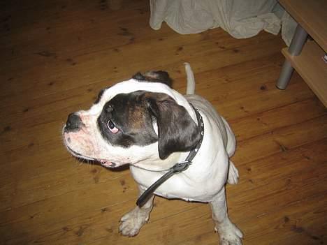 Blanding af racer Eddie - Mig??? jeg har da slet ikke spist kakaopulver... og det er heller ikke mig der har sat kakaopoter på hele sofaen.... næ nix billede 17