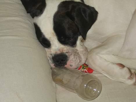 Blanding af racer Eddie - Fordrukken Eddie *gg* billede 18