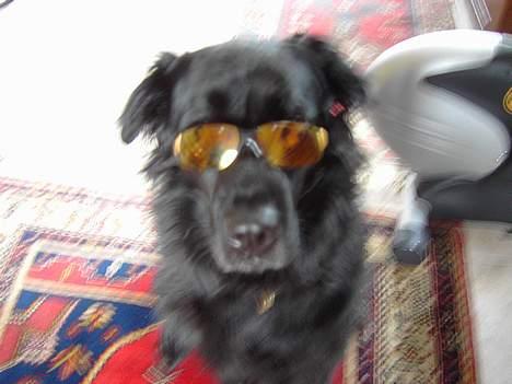 Flat coated retriever Gissa - Hva drenge ? jeg er Singel ... hva siger i til mig ? ( undskyld billedet ) billede 18