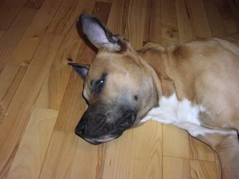 Amerikansk staffordshire terrier Primo - godnat.. billede 13