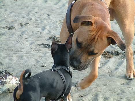 Amerikansk staffordshire terrier Primo - mig og min bedste ven, Shorty, er ved stranden billede 14