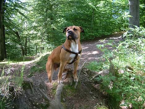 Amerikansk staffordshire terrier Primo - mor prøver at fotografere mig i skoven, men jeg er ingen fotomodel billede 15