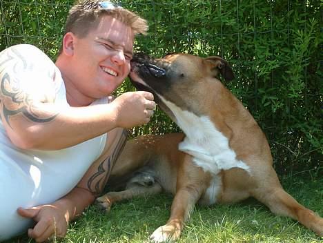 Amerikansk staffordshire terrier Primo - mums, far sku lige have en ordenlig møs!! billede 16