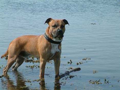 Amerikansk staffordshire terrier Primo - så er jeg i mit rette element. visse folk mener jeg burde være født som fisk. hmm.. billede 17