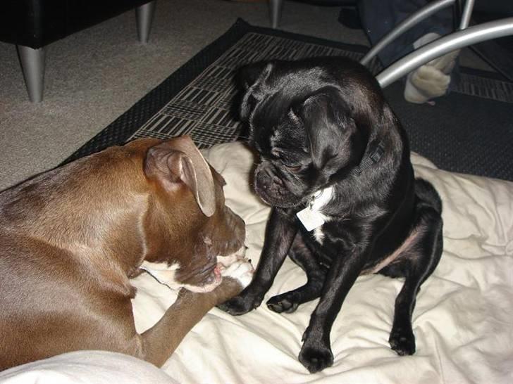 Amerikansk staffordshire terrier Zindi billede 1