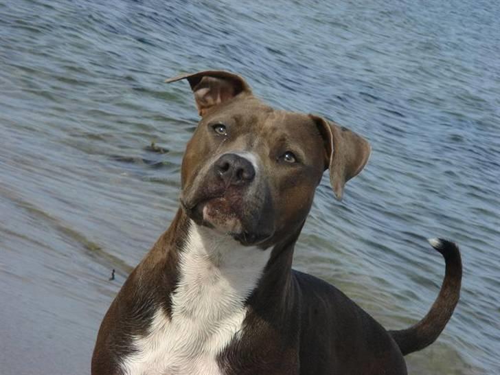 Amerikansk staffordshire terrier Zindi billede 2