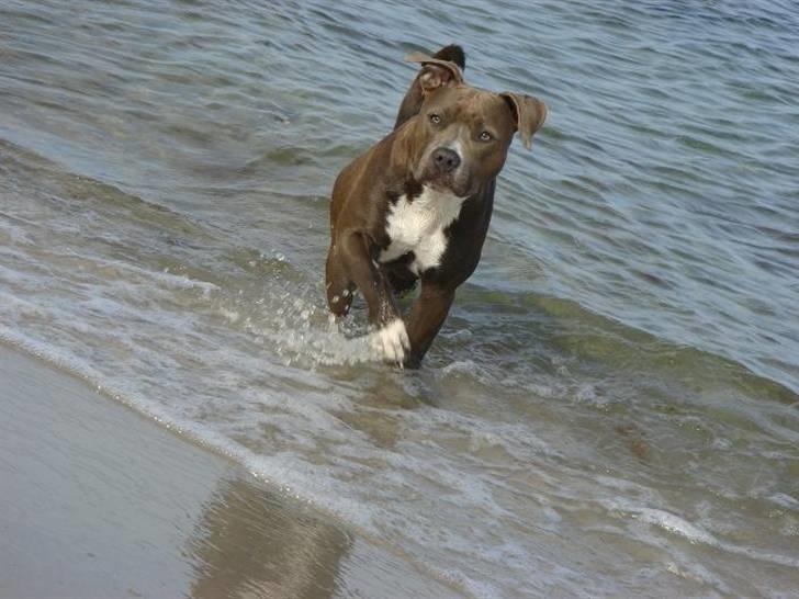 Amerikansk staffordshire terrier Zindi billede 3