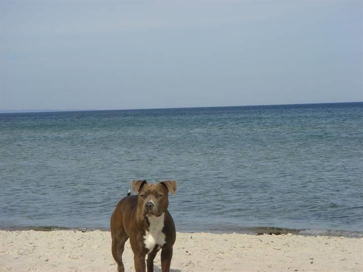 Amerikansk staffordshire terrier Zindi billede 4