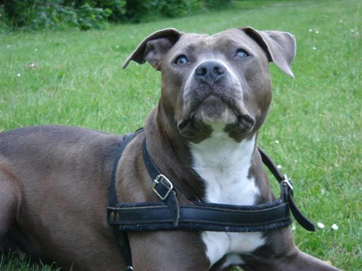 Amerikansk staffordshire terrier Zindi billede 5