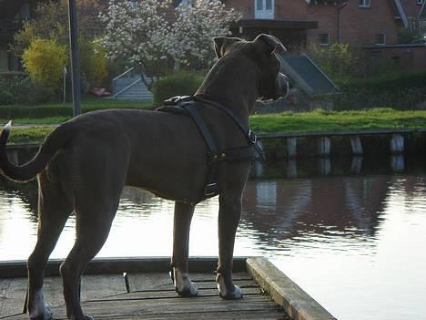 Amerikansk staffordshire terrier Zindi billede 6