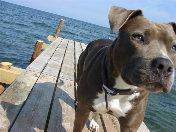 Amerikansk staffordshire terrier Zindi billede 7