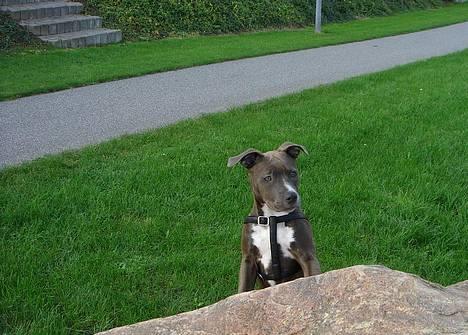 Amerikansk staffordshire terrier Zindi billede 8