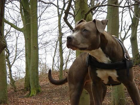 Amerikansk staffordshire terrier Zindi billede 9