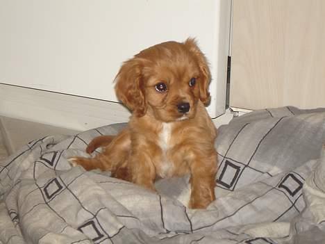 Cavalier king charles spaniel Charlie - Charlie 9 uger.. billede 1