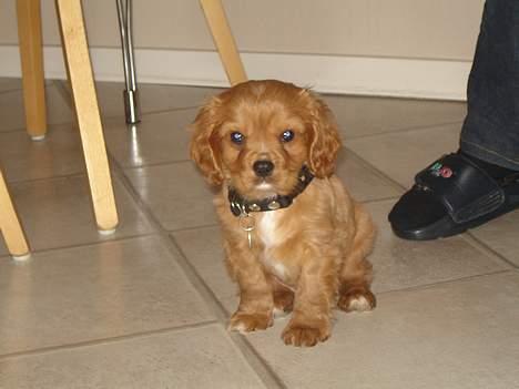 Cavalier king charles spaniel Charlie - Charlie 8 uger billede 2