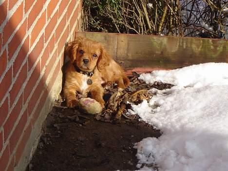 Cavalier king charles spaniel Charlie - Charlie nyder det gode vejr billede 5