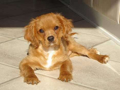 Cavalier king charles spaniel Charlie - Charlie billede 7