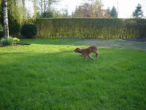 Cavalier king charles spaniel Charlie - Charlie leger :D billede 8