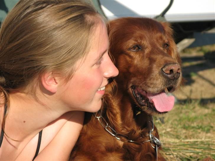 Irsk setter Minca - På sommerferie <3 billede 8