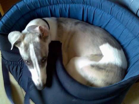 Whippet Rufus IX - skal vi ikke snart på tur? billede 9