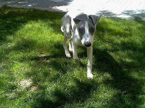 Whippet Rufus IX - en dejlig dag i gården -jeg kan komme når man kalder!! billede 10