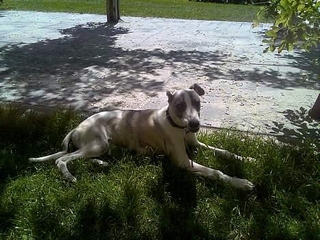 Whippet Rufus IX - mmm... at ligge i græsset er det bedste billede 11