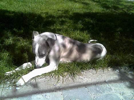 Whippet Rufus IX billede 12