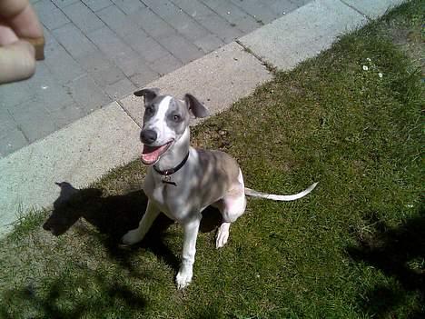 Whippet Rufus IX - jeg vil gøre alt for en godbid! billede 13