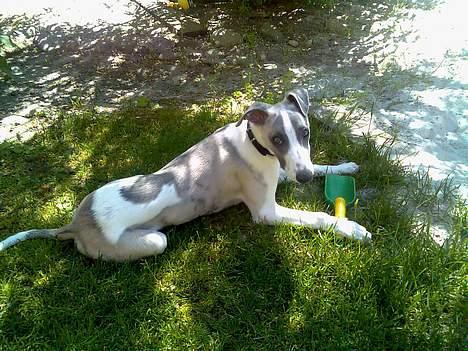 Whippet Rufus IX billede 14