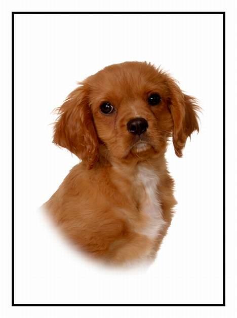 Cavalier king charles spaniel Charlie - Charlie var lige ovre ved vores nabo som er fotogarft.. billede 10