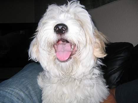 Coton de tulear Ludvig  - gaaaab billede 15