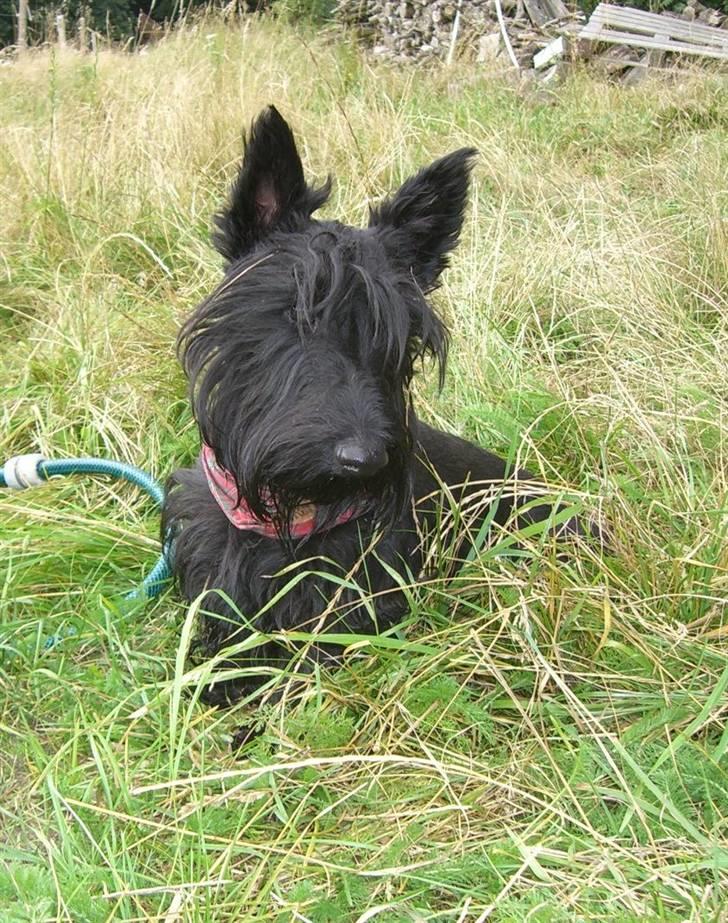 Skotsk terrier Kaily  - med ude ved hestene billede 4