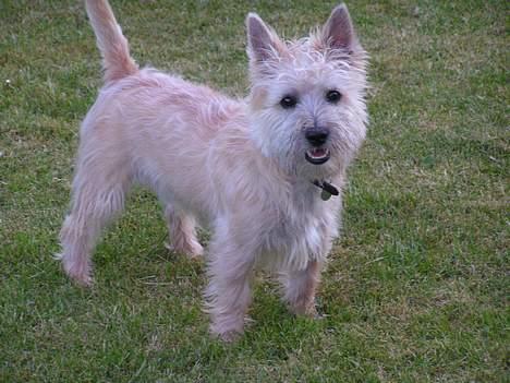 Cairn terrier Terri billede 1
