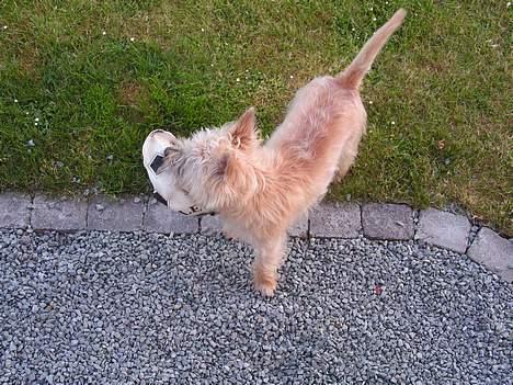 Cairn terrier Terri billede 2