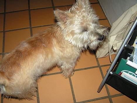 Cairn terrier Terri - Nehhh ... "han kunne ikke lide blitzen, var lidt sur på mig bagefter" billede 3