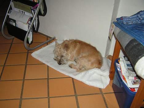 Cairn terrier Terri billede 4