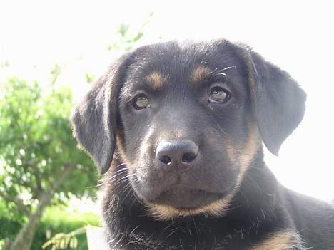 Blanding af racer Thilde billede 1