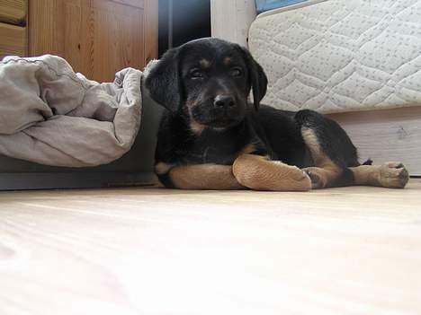 Blanding af racer Thilde billede 2