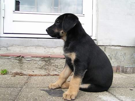 Blanding af racer Thilde billede 3