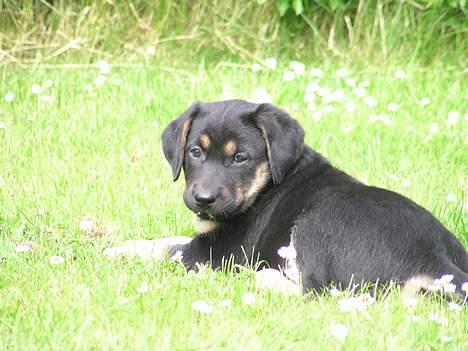 Blanding af racer Thilde billede 4