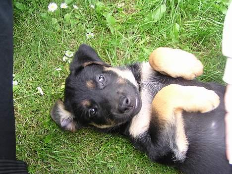 Blanding af racer Thilde billede 5