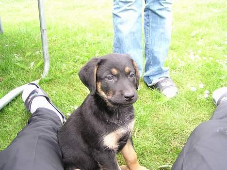 Blanding af racer Thilde billede 6