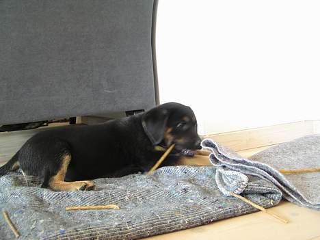 Blanding af racer Thilde billede 7