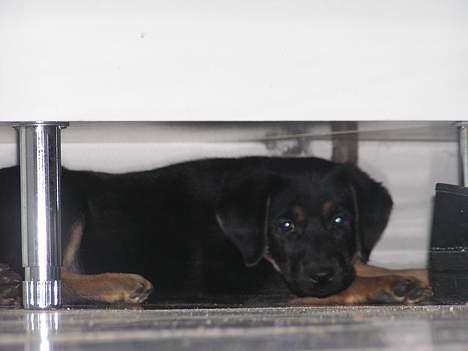 Blanding af racer Thilde billede 8