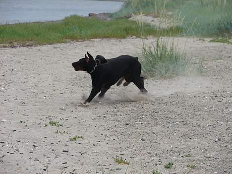 Dobermann Jessie di Altobello *død* - NYT: ha ha så har jeg dig billede 15