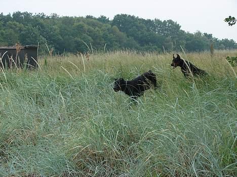 Dobermann Jessie di Altobello *død* - NYT: hvor skal du lige hen hva?? billede 17