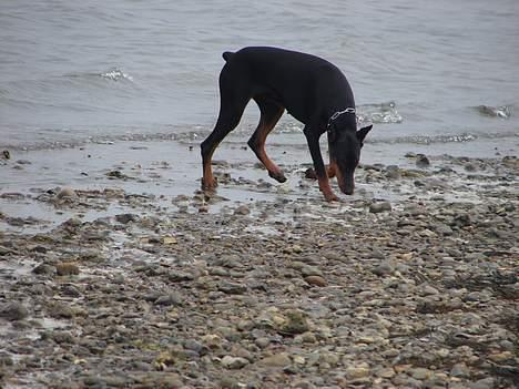 Dobermann Jessie di Altobello *død* - NYT: Første indtryk af havet billede 18