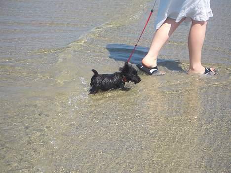 Skotsk terrier Kaily  - Kaily vandhund, dog på vej op af bølgen-blå billede 14