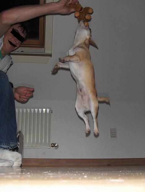 Chihuahua Oliver billede 7