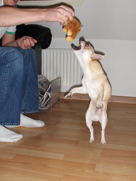 Chihuahua Oliver billede 8